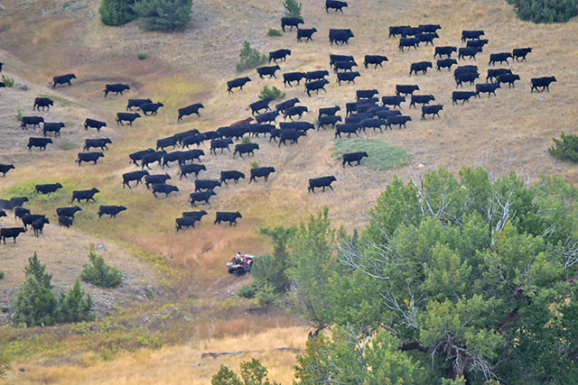 Gathering Cattle From Pasture Galt Ranch