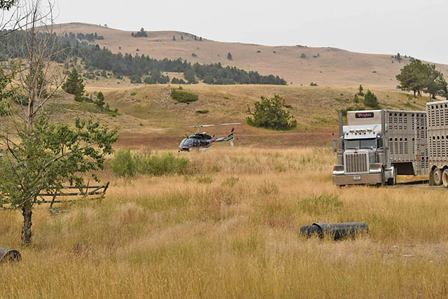 Working Cattle Helicopter Semi Trucks Galt Ranch