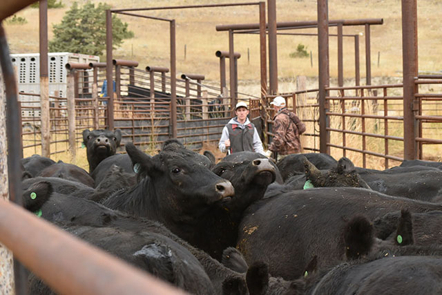 Working Cattle Loading Trucks Galt Ranch