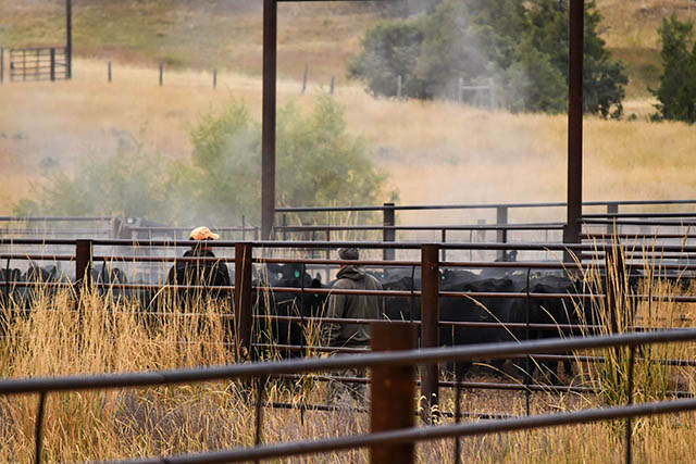 Working Cattle Ranchhands Galt Ranch